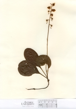 primary herbarium image