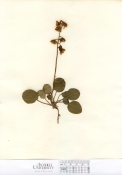 primary herbarium image