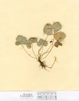 primary herbarium image