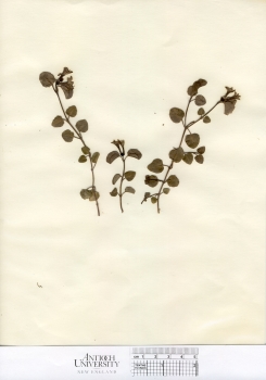 primary herbarium image