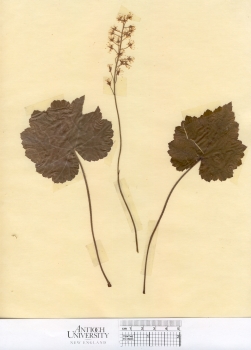 primary herbarium image