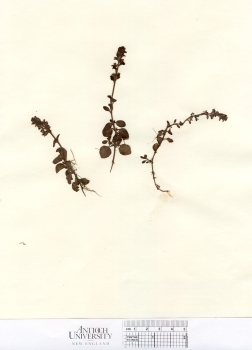 primary herbarium image