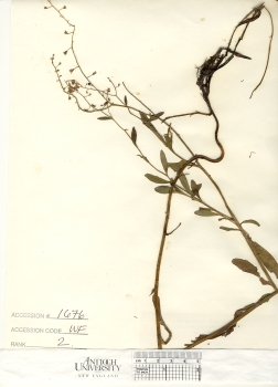 primary herbarium image