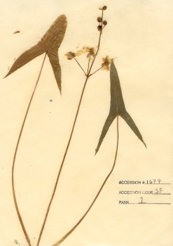 primary herbarium image