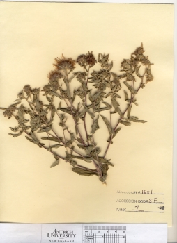 primary herbarium image