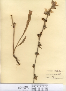 primary herbarium image