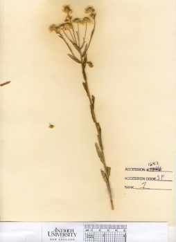 primary herbarium image