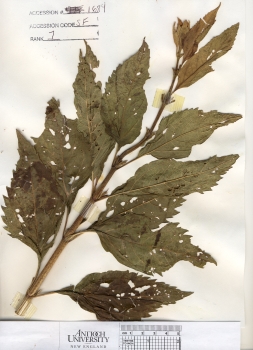 primary herbarium image