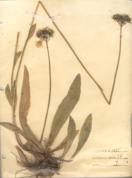 primary herbarium image