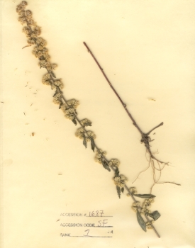 primary herbarium image