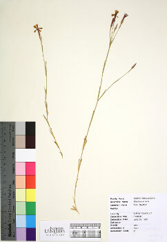 primary herbarium image