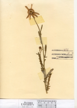 primary herbarium image