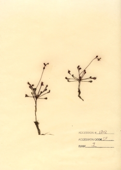 primary herbarium image