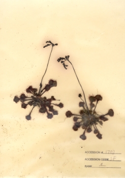 primary herbarium image