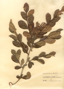 primary herbarium image