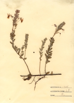 primary herbarium image