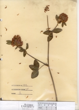 primary herbarium image