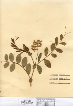 primary herbarium image