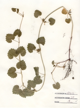 primary herbarium image