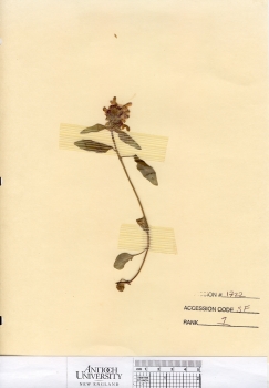 primary herbarium image