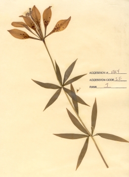 primary herbarium image