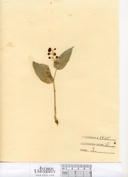 primary herbarium image