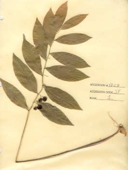 primary herbarium image
