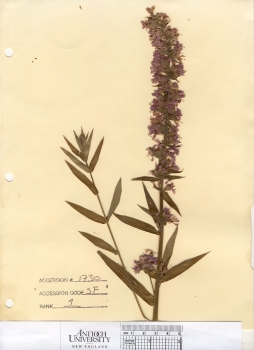 primary herbarium image