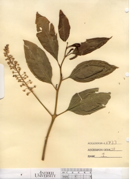primary herbarium image