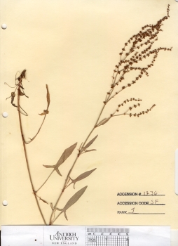 primary herbarium image