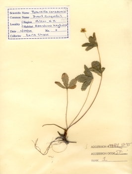 primary herbarium image