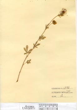 primary herbarium image