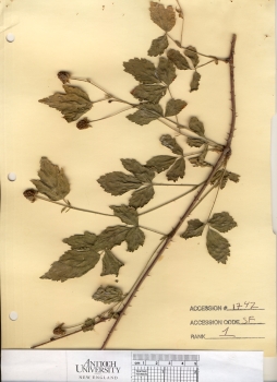 primary herbarium image