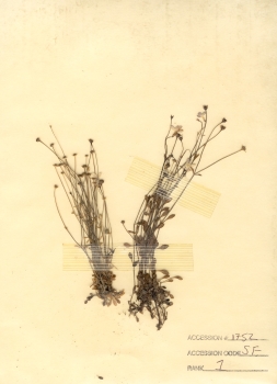 primary herbarium image