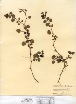 primary herbarium image