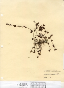 primary herbarium image