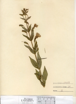 primary herbarium image
