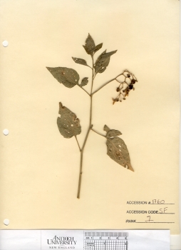 primary herbarium image