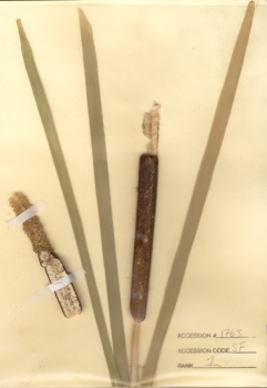 primary herbarium image
