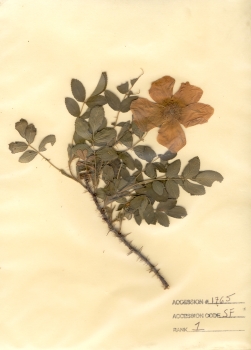 primary herbarium image