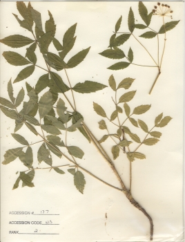 primary herbarium image