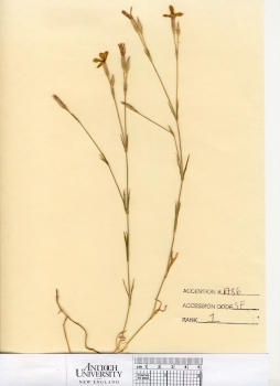 primary herbarium image