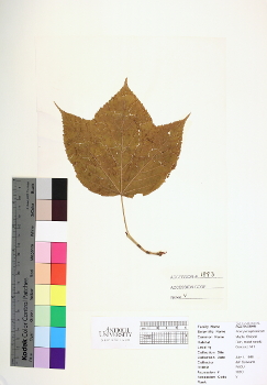 primary herbarium image