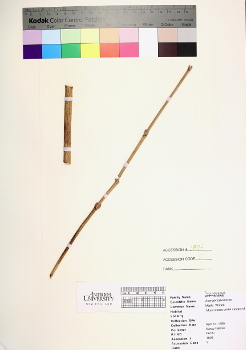 primary herbarium image