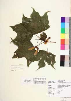 primary herbarium image