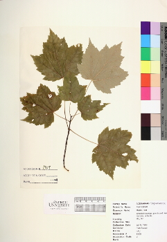 primary herbarium image