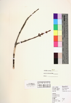 primary herbarium image