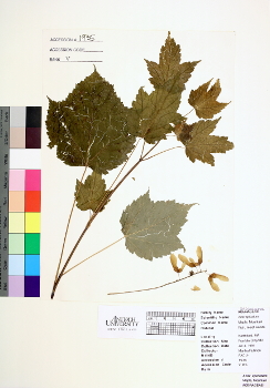 primary herbarium image