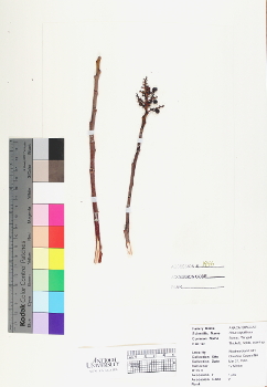 primary herbarium image