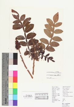 primary herbarium image